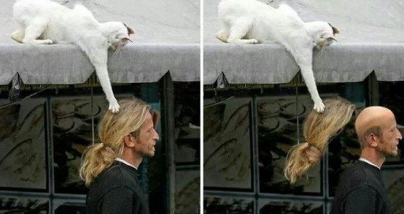 Коты, которых застали врасплох. И вовсе они не воруют, они охотятся! Коты, которых застали врасплох. И вовсе они не воруют, они охотятся!