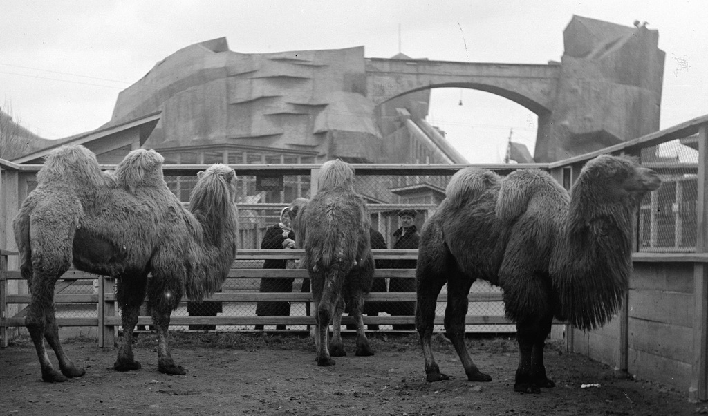 Как ленинградский зоопарк пережил блокаду spbzoo10 Как ленинградский зоопарк пережил блокаду