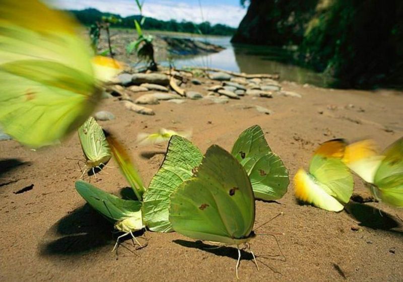 Великолепные моменты из мира животных (60 фото) Великолепные моменты из мира животных (60 фото)