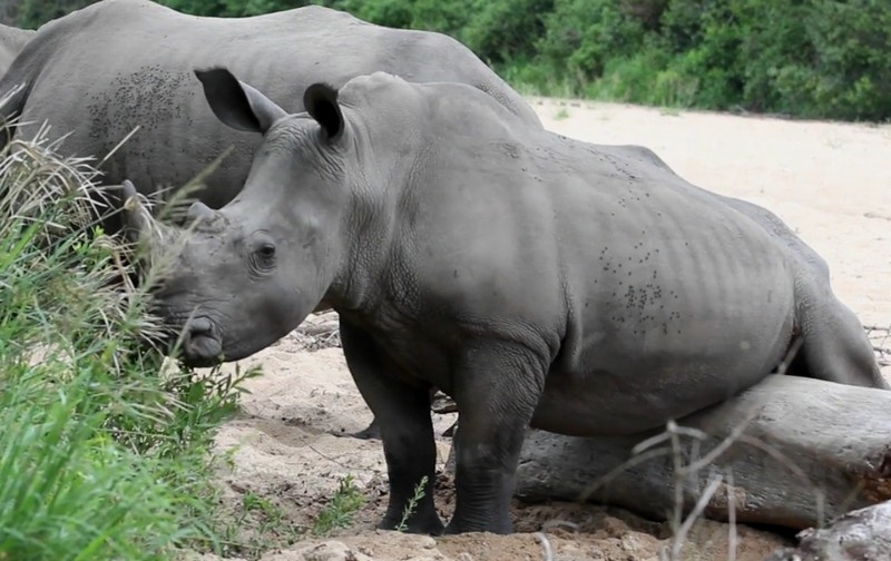 Вы видали, как носороги яйца чешут?