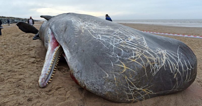 Почему взрываются киты? Как из-за морских гигантов происходят катастрофы местного масштаба
