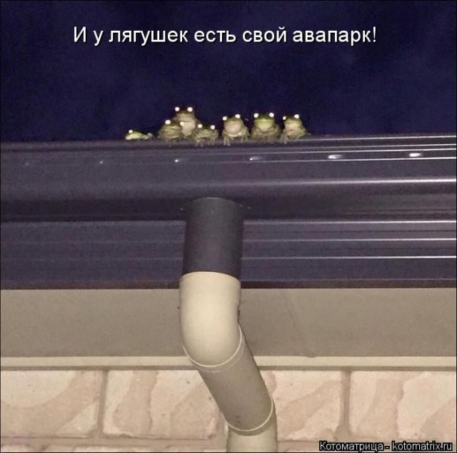 Лучшие котоматрицы за прошедшую неделю)) Лучшие котоматрицы за прошедшую неделю))
