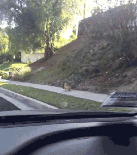 Эти прикольные анимации поднимут вам настроение