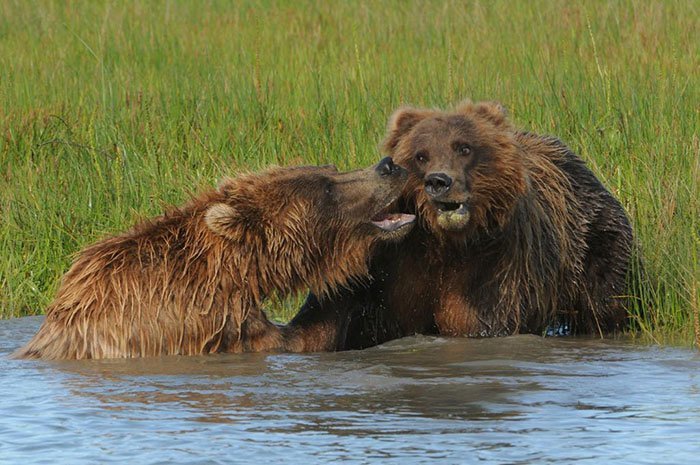 21. "Я так не думаю, любимый" (фото: Сью Джарретт) Comedy Wildlife Photography Awards, животные, конкурс, природа, смех, фотография, юмор