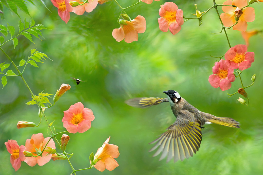 Vented Bulbul flight, автор — FuYi Chen на 500px.com