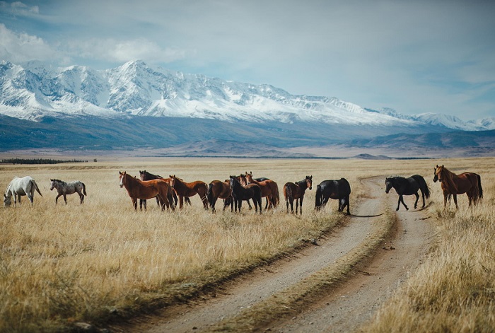 Крупные массивы естественных пастбищ, богатых растительностью, предоставляют отличную возможность развивать товарное коневодство в горных районах Алтая.