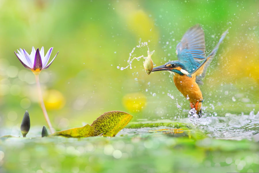 ～ A Decisive Moment ～, автор — FuYi Chen на 500px.com