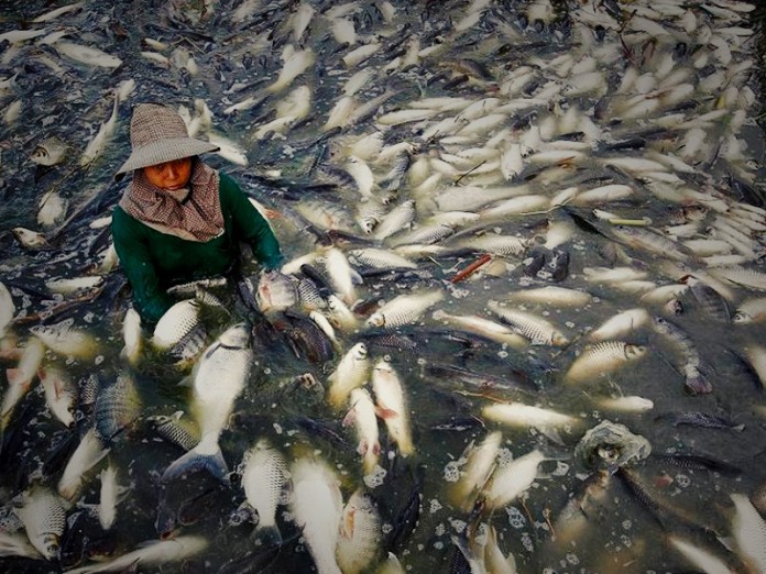 farmedfish-img
