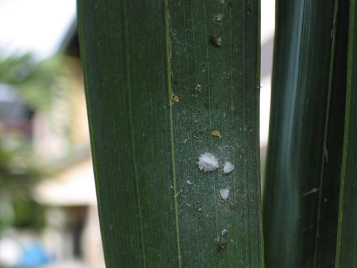 Белокрылка (Aleyrodidae)