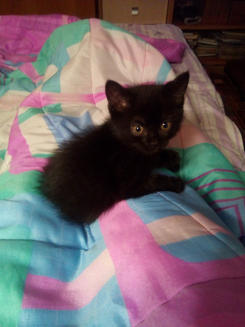 Кот Мурашик Кот Мурашик