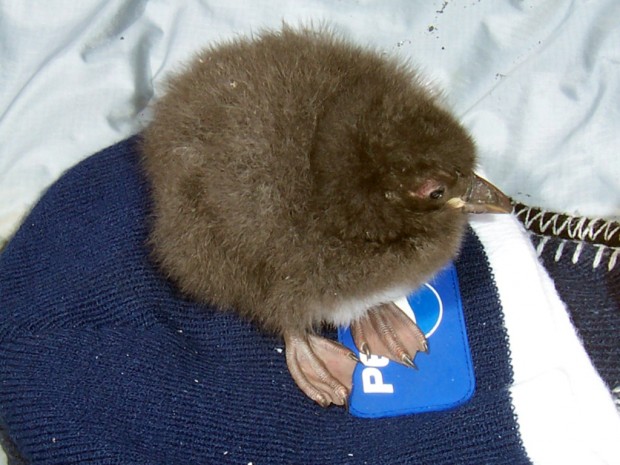 (. Fratercula arctica) (. Puffin)