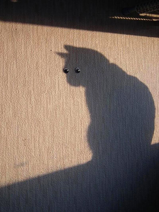 фотографии котов фотографии котов