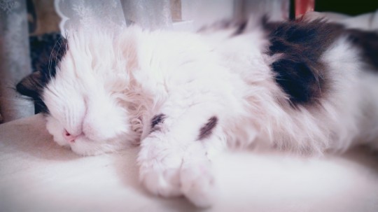 Старенький котик все равно милый котик! Особенно, когда спит! Деменция у кошек