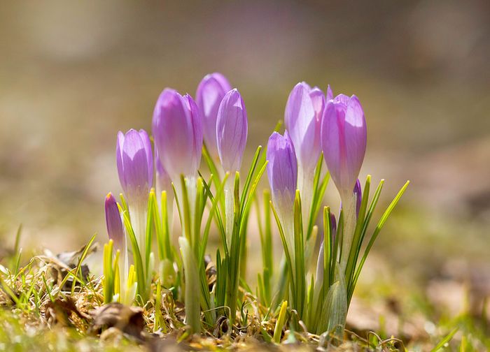 Crocus_10