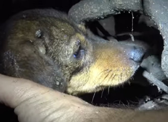 Обиженная собачка Собачья мордочка