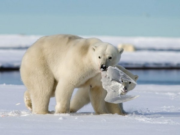 Подборка лучших снимков от National Geographic (30 фото)