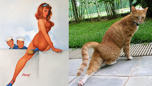 Арт-проект «Cats That Look Like Pin Up Girls» Арт-проект «Cats That Look Like Pin Up Girls»