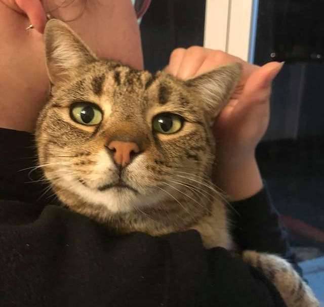 кот на руках