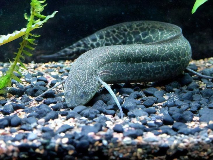 6 пар животных, которые, несмотря на сходство, генетически несовместимы