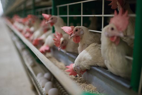 Читинская птицефабрика за год увеличила производство яиц на 47%