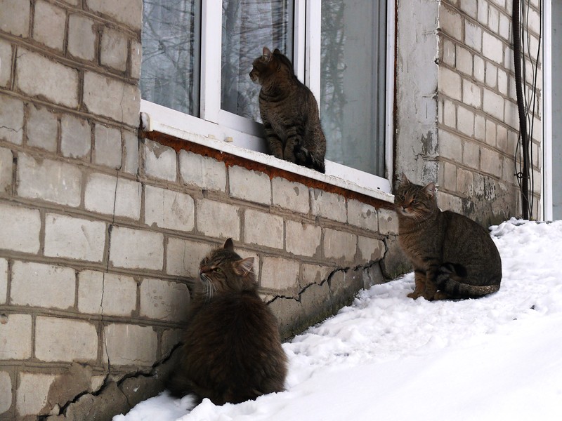 Сексуальный котенок на улице