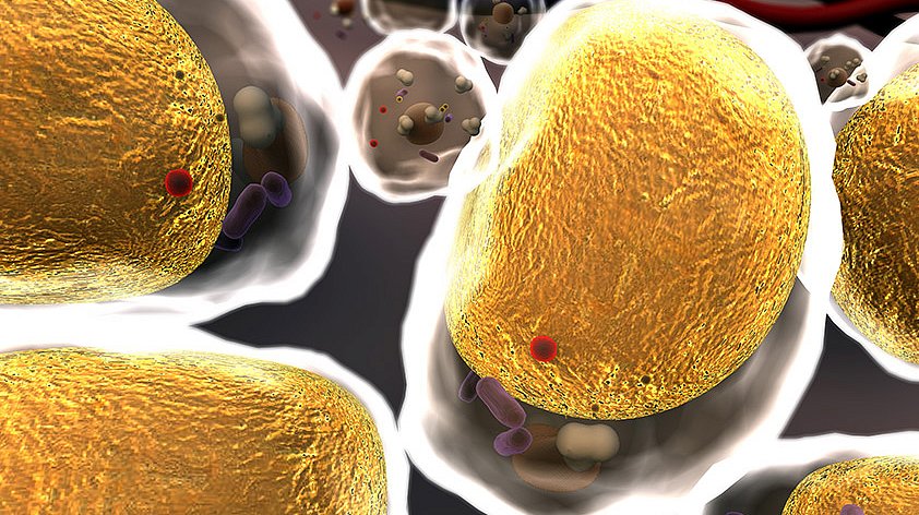 Circulation: уровень холестерина в организме определяет белок HELZ2