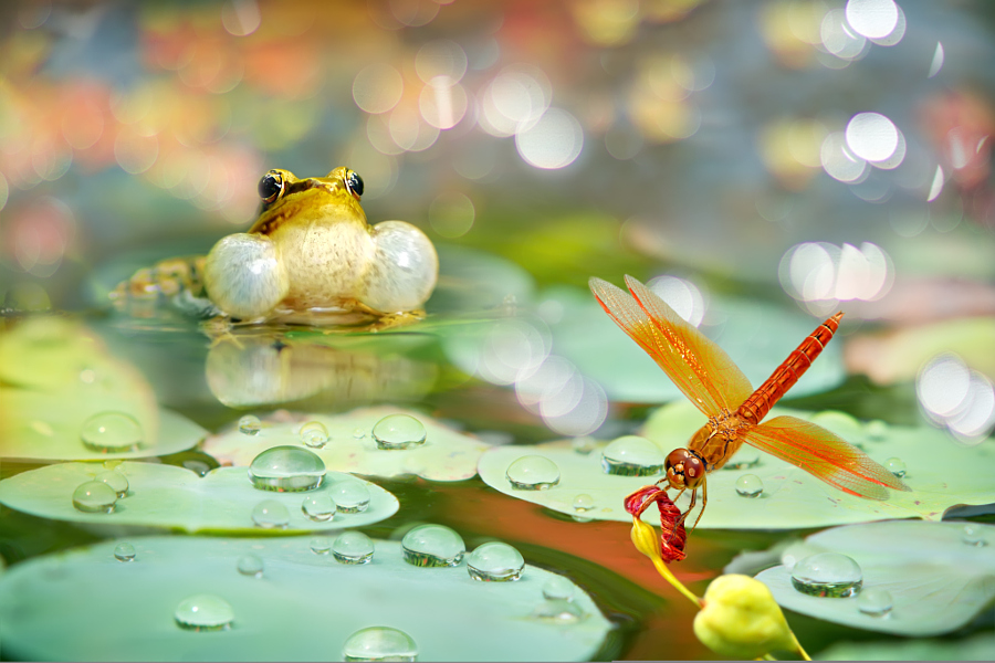 ～ Summer Morning ～, автор — FuYi Chen на 500px.com