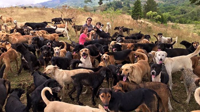 Самый настоящий Собачий Рай Самый настоящий Собачий Рай