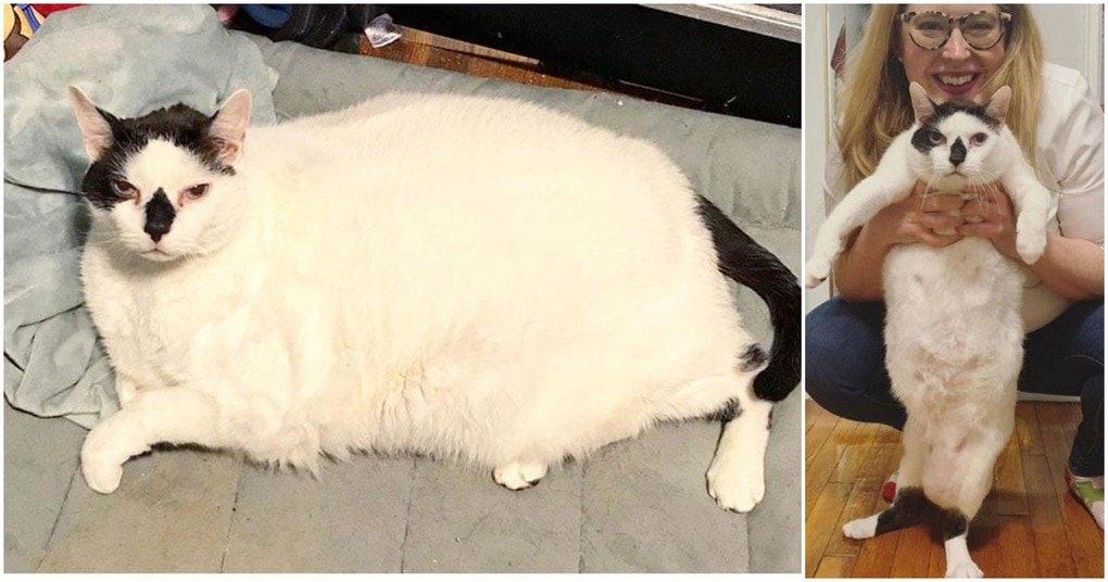 20 кошек, которые решили похудеть к лету. Уникальные фото до и после