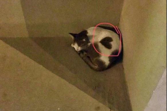 Кошка из Дубаи, в которую невозможно было не влюбиться