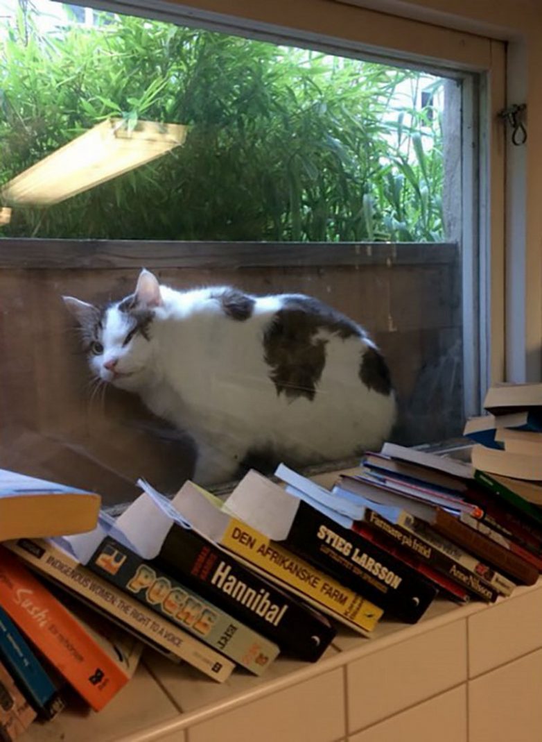Номинанты на звание самого бестолкового кота года)) Номинанты на звание самого бестолкового кота года))