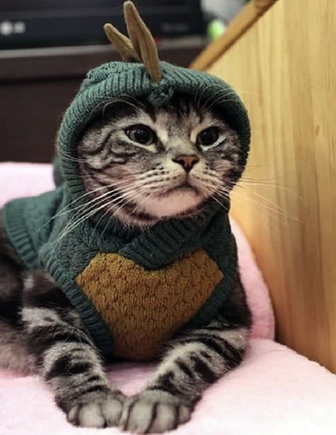 Котик лежит