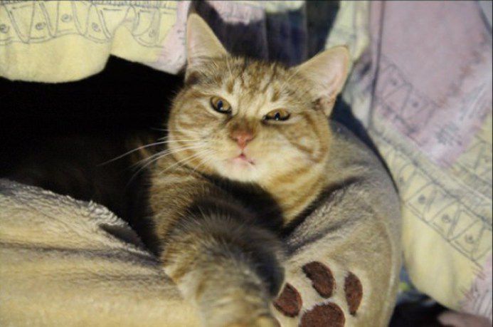 кошка, животные, спасение