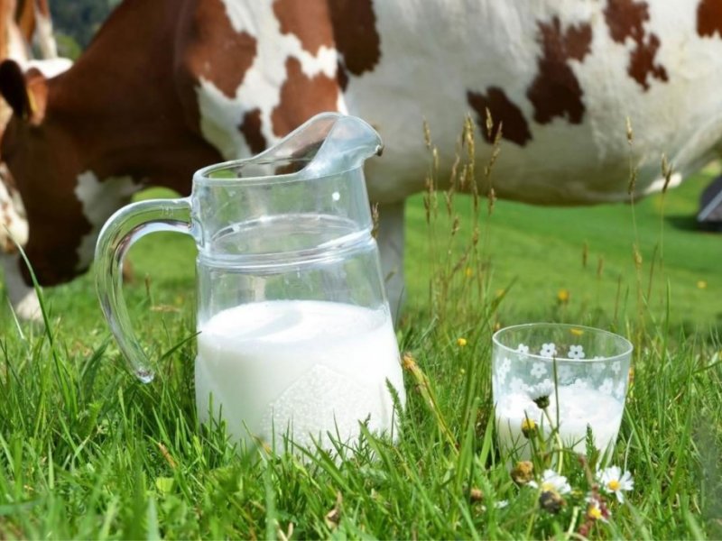 Молоко вызывает сонливость и может привести к развитию раковых опухолей