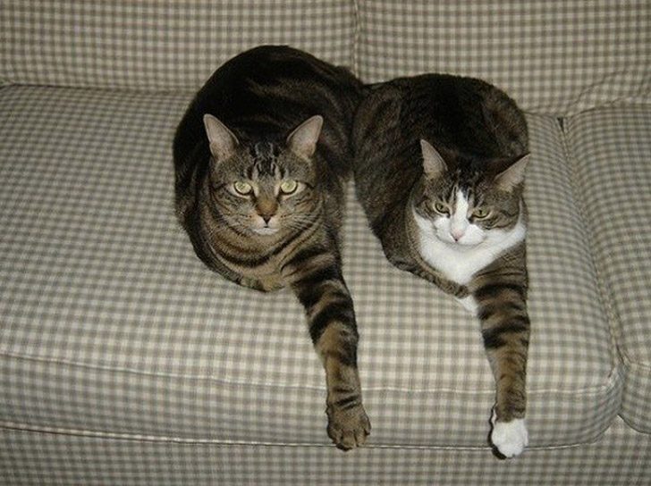 Синхронные коты Синхронные коты