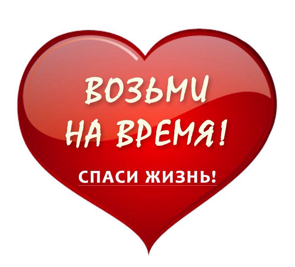 Уважаемые петербуржцы, пожалуйста, помогите забрать котяток с улицы, пока не поздно...