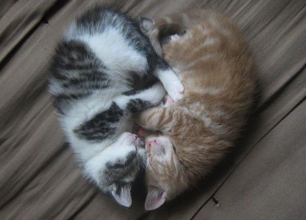 18 кошек доказывающих, что любить может каждый кошки которые умеют любить, кошачья любовь
