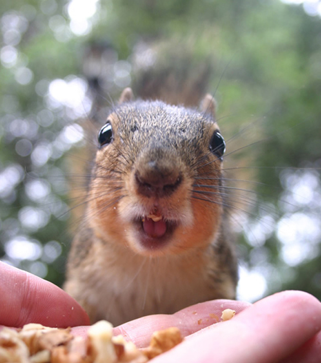 animals 82 � ��� ����������� ������