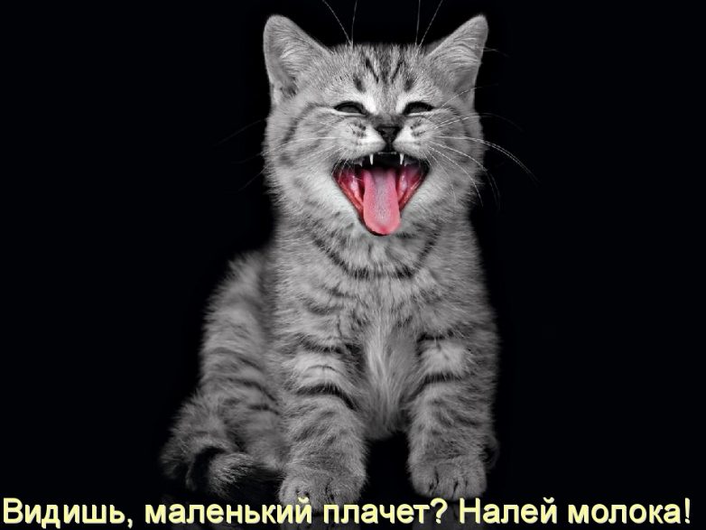 Дружба навеки