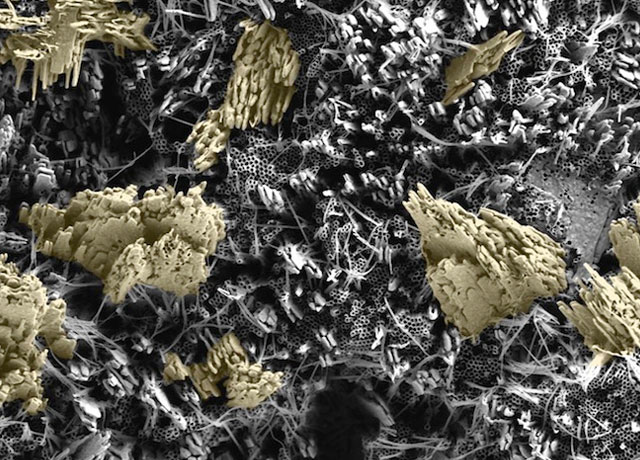 Наука как искусство: удивительные наноматериалы под микроскопом