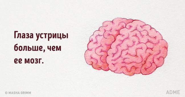 20 абсурдных фактов, которые на самом деле чистая правда