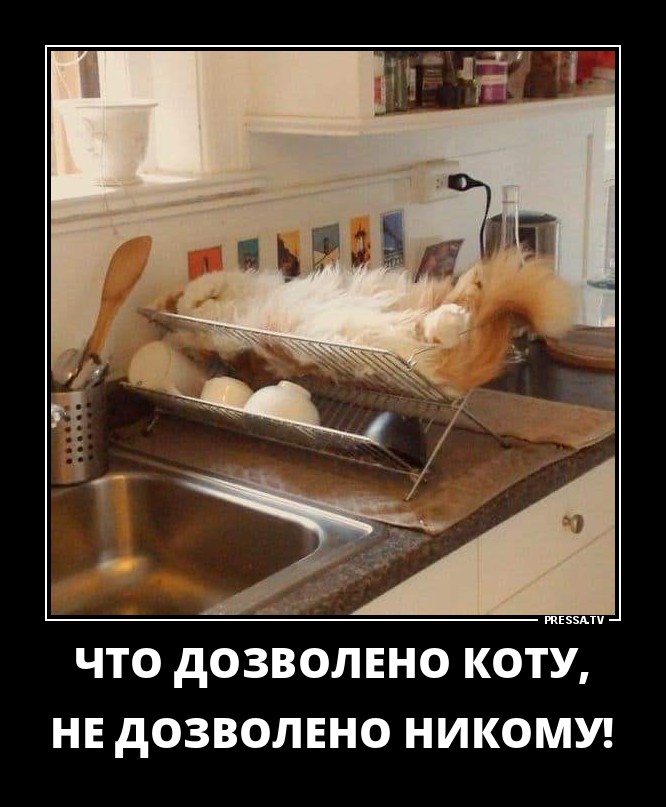 ДЕМОТИВАТОРЫ+ ДЕМОТИВАТОРЫ+