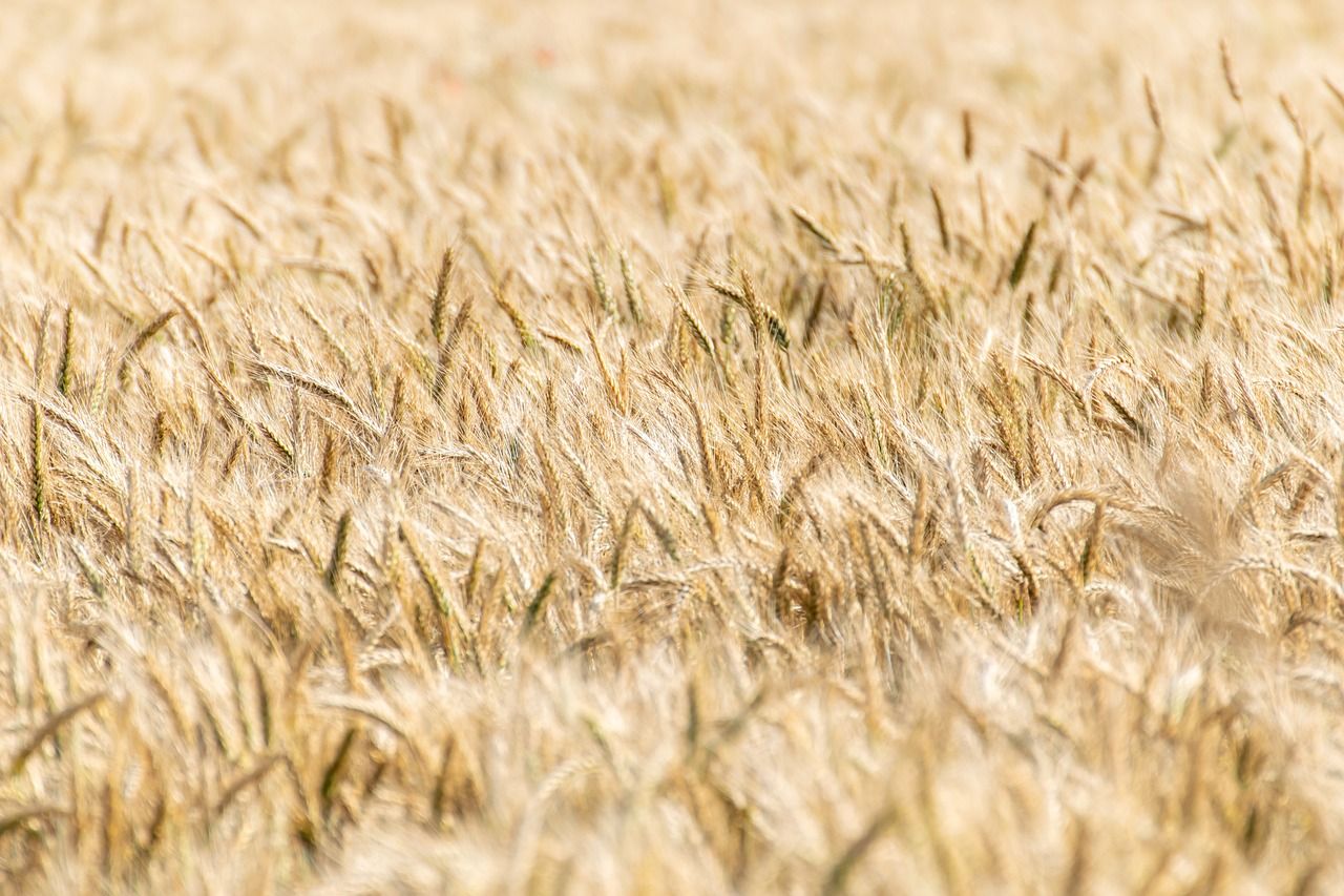 Во Франции ожидается худший урожай пшеницы с 1983 года