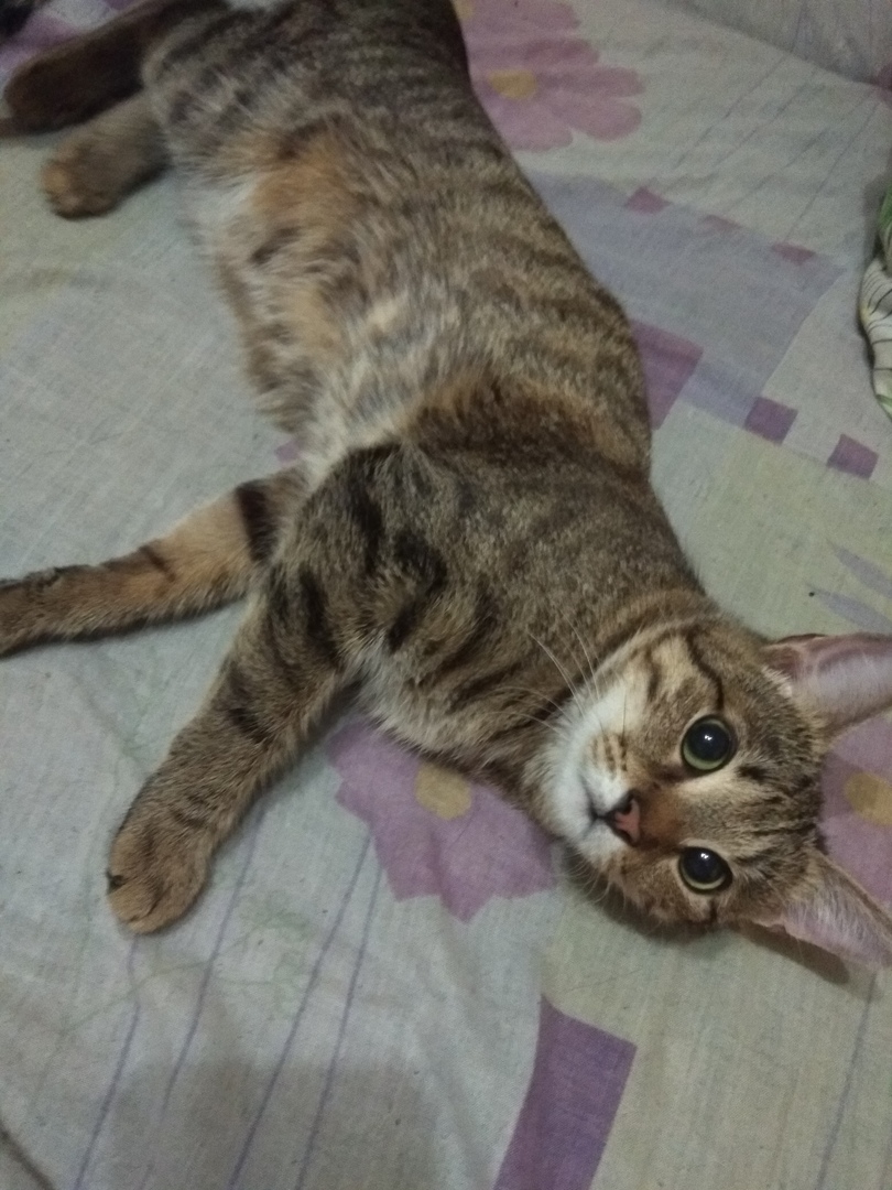 кошка
