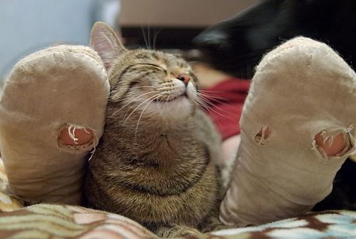 В Дании, если вы пришили в гости с порванным носком,хозяин дома имеет право облить вас кипятком, так как вы проявили к нему неуважение.