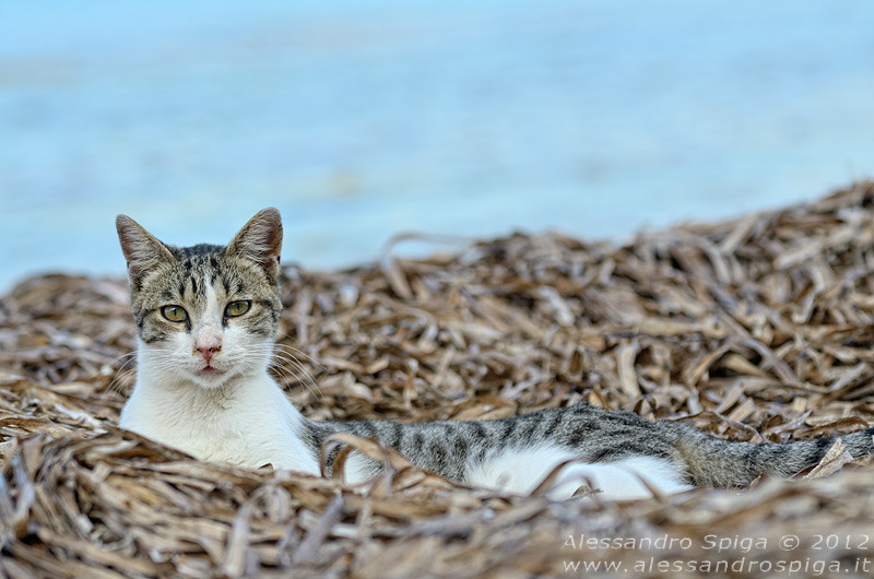 Кошачий пляж в Италии покорил тысячи туристов животные, коты, факты