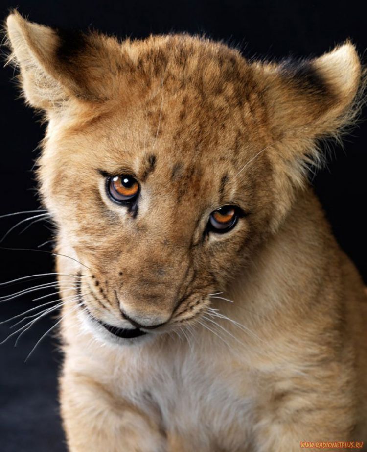 Забавные животные (34 фото) Забавные животные (34 фото)