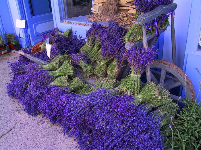 lavanda-foto-1-13-e1425555974733 (700x525, 191Kb)