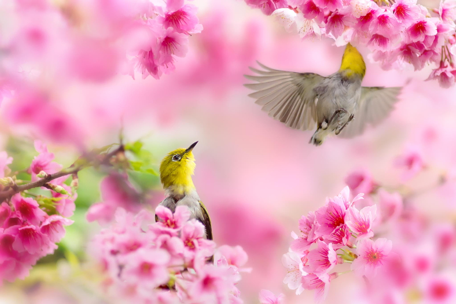 Japanese White-eye, автор — FuYi Chen на 500px.com