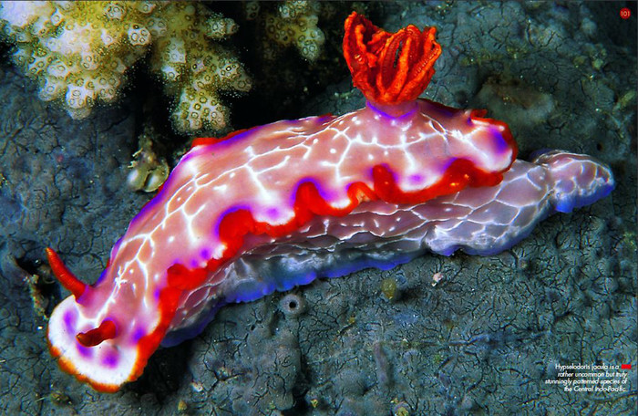 Морские красавцы морские слизни, голожаберные моллюски, морские обитатели, Природа, без рейтинга, длиннопост